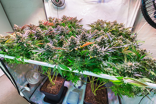 cannabis grow equipment