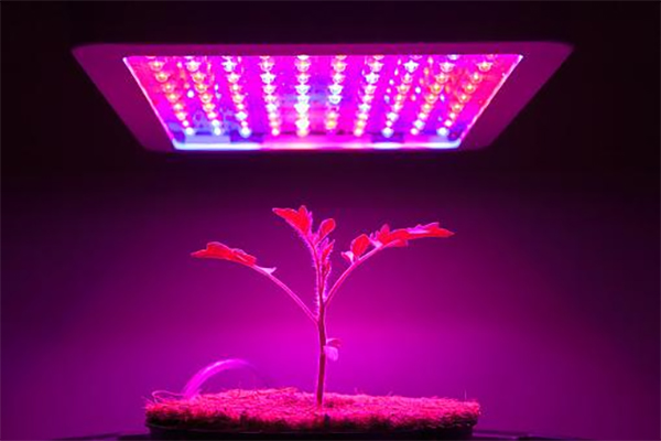 Advantages of Using Cannabis Grow Lights