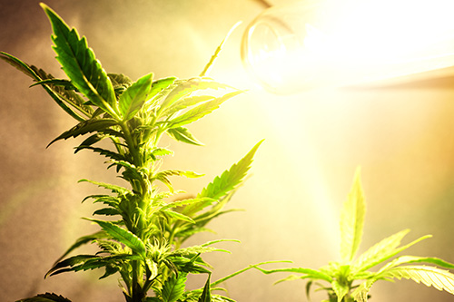 grow cannabis plant
